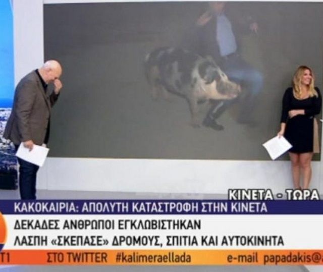 Θηλυκό γουρούνι κυνηγά τον ρεπόρτερ του Παπαδάκη στον αέρα (VIDEO)