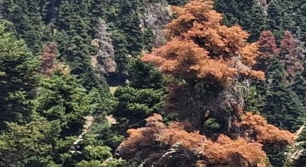 Ξεραίνονται τα έλατα στο δάσος της Δίρφης