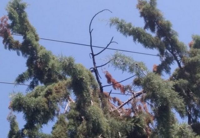 ΛΗΛΑΝΤΙΟ - ΔΡΟΣΙΑ ΜΗΔΕΙΑ: Πτώσεις δέντρων έκοψαν το ρεύμα