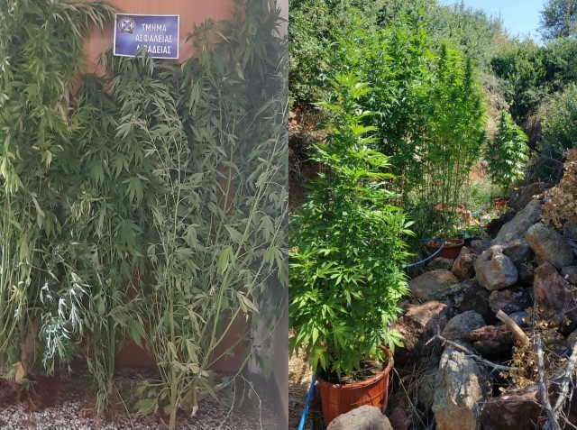 Καλλιεργούσε δενδρύλλια κάνναβης δίπλα στο μαντρί του