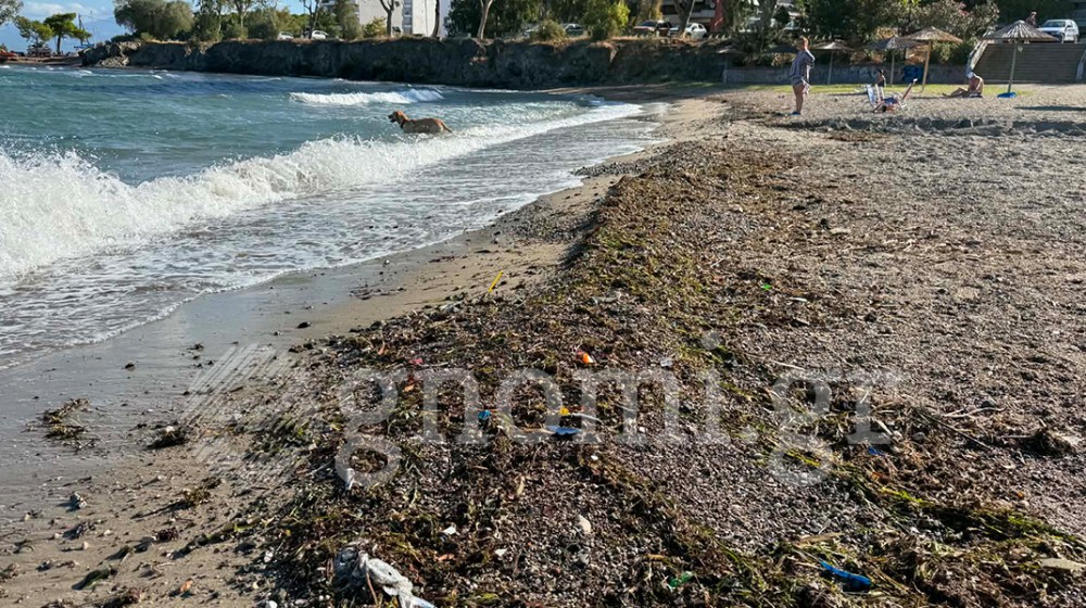 ΠΛΑΖ ΚΟΥΡΕΝΤΙ-ΧΑΛΚΙΔΑ: Σαρδέλες βγήκαν στη στεριά! (VIDEO)