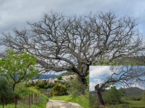 ΚΑΤΑΓΓΕΛΙΑ: Κουτσούρεψαν βελανιδιά 250 ετών στους Κήπους της Εύβοιας