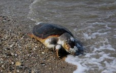 ΚΥΜΗ: Βρέθηκε νεκρή μία χελώνα καρέτα-καρέτα