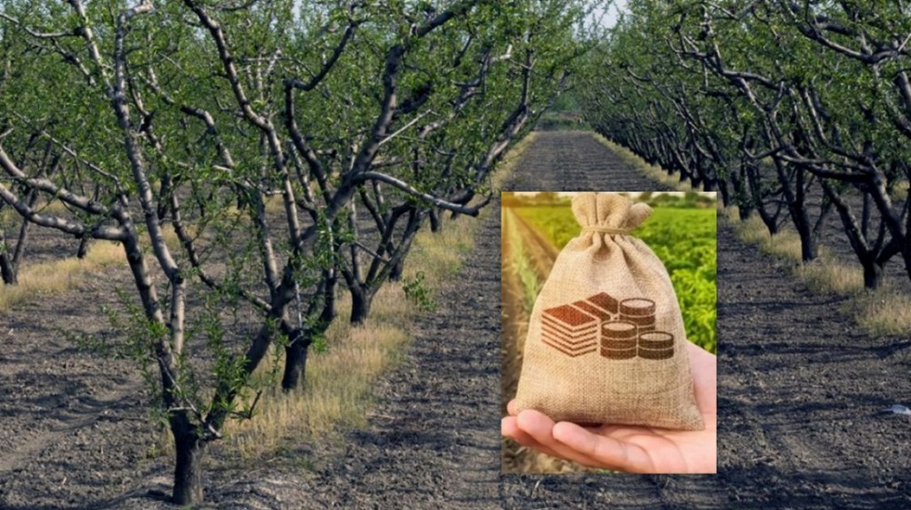 Εξαιρέθηκαν οι παραγωγοί δενδρωδών καλλιεργειών της Εύβοιας από τις ενισχύσεις ακαρπίας 2024