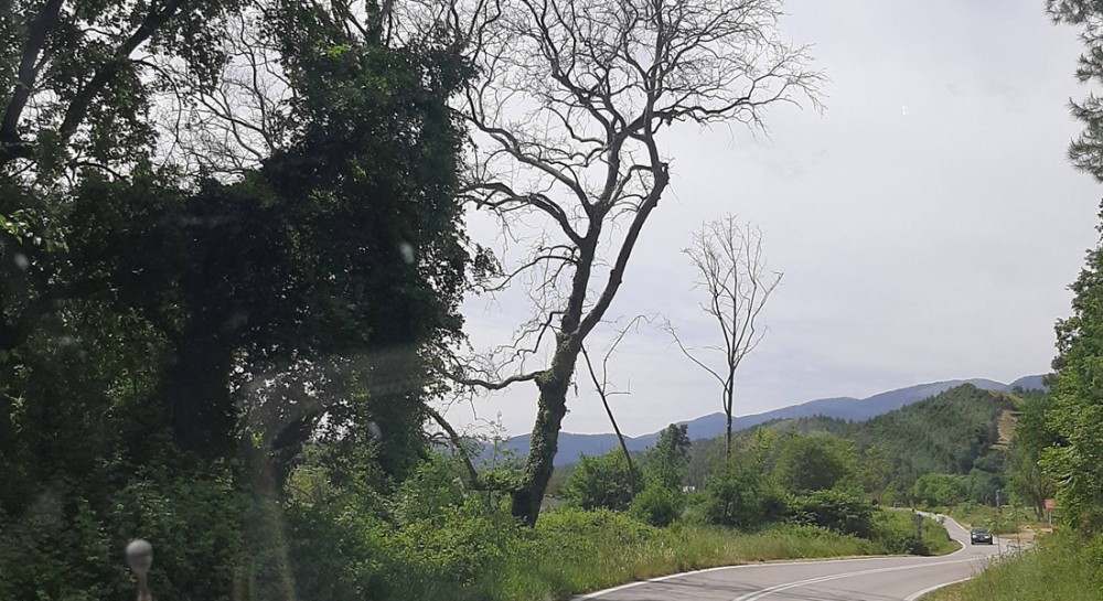 ΒΟΡΕΙΑ ΕΥΒΟΙΑ: Ξερά πλατάνια απειλούν οδηγούς