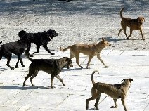 Οι ζωόφιλοι διασκεδάζουν