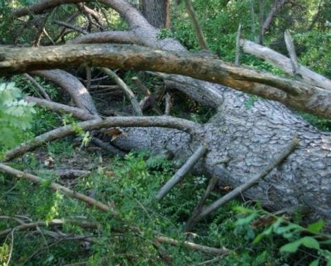 Δέντρο έπεσε και σκότωσε 67χρονο