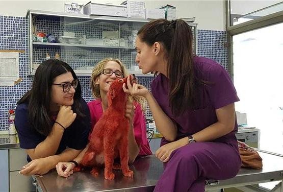 Υιοθετήθηκε το σκυλάκι που είχαν βάψει με κόκκινη βαφή μαλλιών