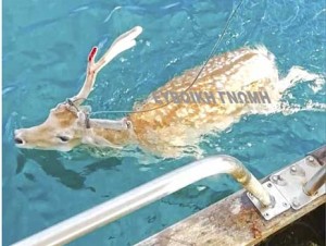 ΧΑΛΚΙΔΑ: Δείτε τα βίντεο με τον ψαρά που έπιασε ελάφι στη θάλασσα