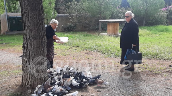 Κική Γρύλου: Η γυναίκα που ταΐζει καθημερινά τις δεκαοχτούρες της γειτονιάς!