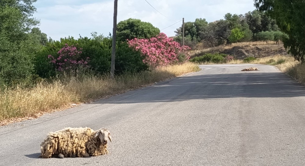 ΑΛΙΒΕΡΙ: Αυτοκίνητο παρέσυρε δύο πρόβατα