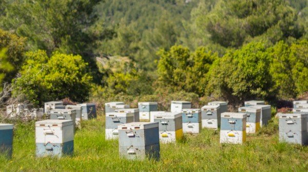 ΕΥΒΟΙΑ: Επιτέλους θα αποζημιωθούν αγρότες και οι μελισσοκόμοι που επλήγησαν από την ακαρπία