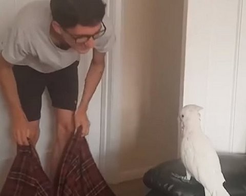 Παπαγάλος τρελαίνεται και κλαίει όταν ο ιδιοκτήτης του ...εξαφανίζεται (VIDEO)