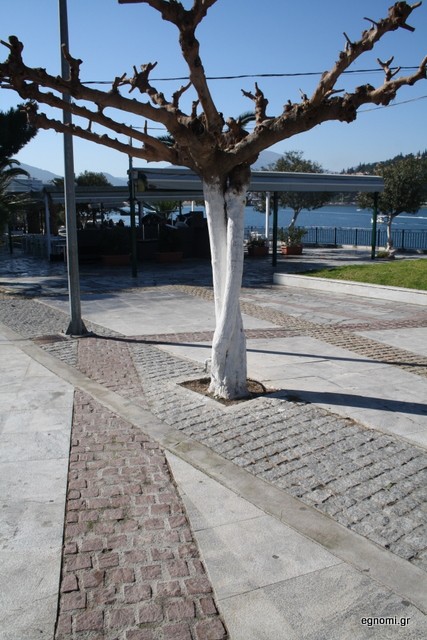 Δέντρα φιλιούνται και αγκαλιάζονται