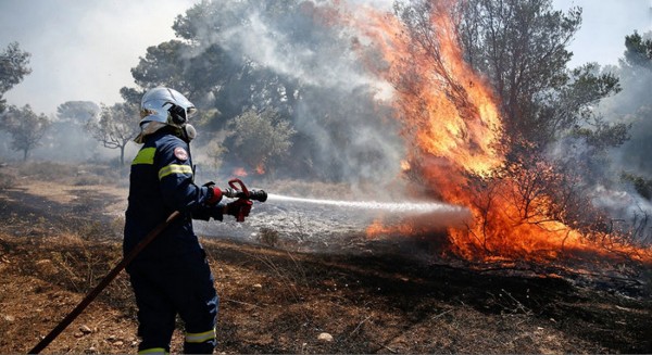 ΕΛΓΑ: Αυτά είναι τα ποσά των αποζημιώσεων για τα δένδρα που καταστράφηκαν από τις πυρκαγιές