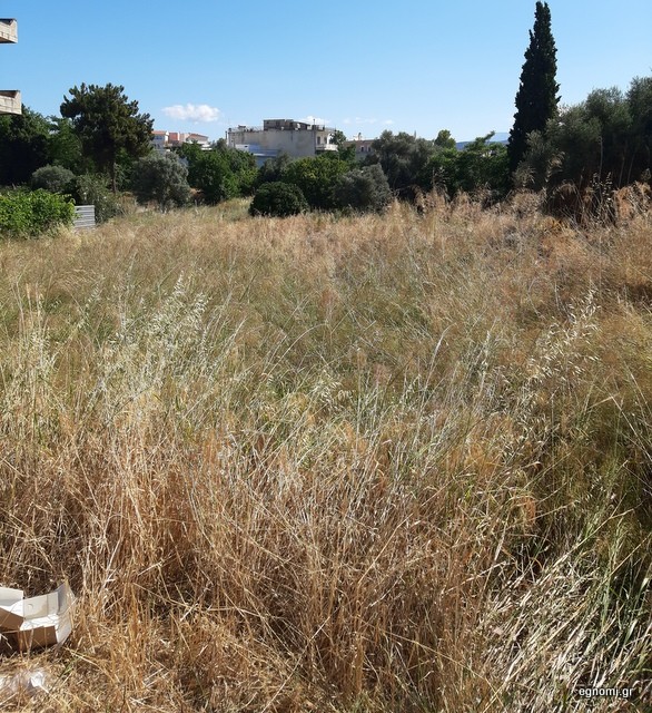 ΧΑΛΚΙΔΑ-ΑΓΙΑ ΦΩΤΕΙΝΗ: Ζούγκλα η αλάνα πίσω από την εκκλησία